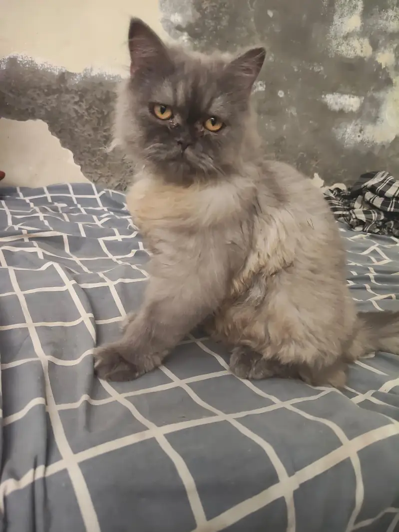 Persian cat. punch face — photo 2
