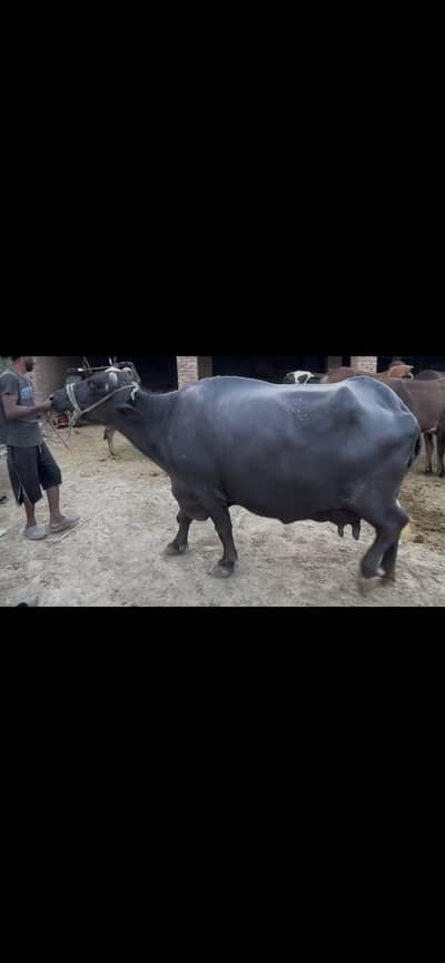 Ghabban jhoti for sell