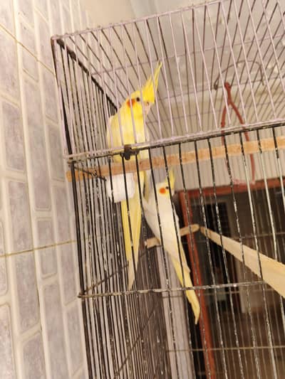 cocktail with cage