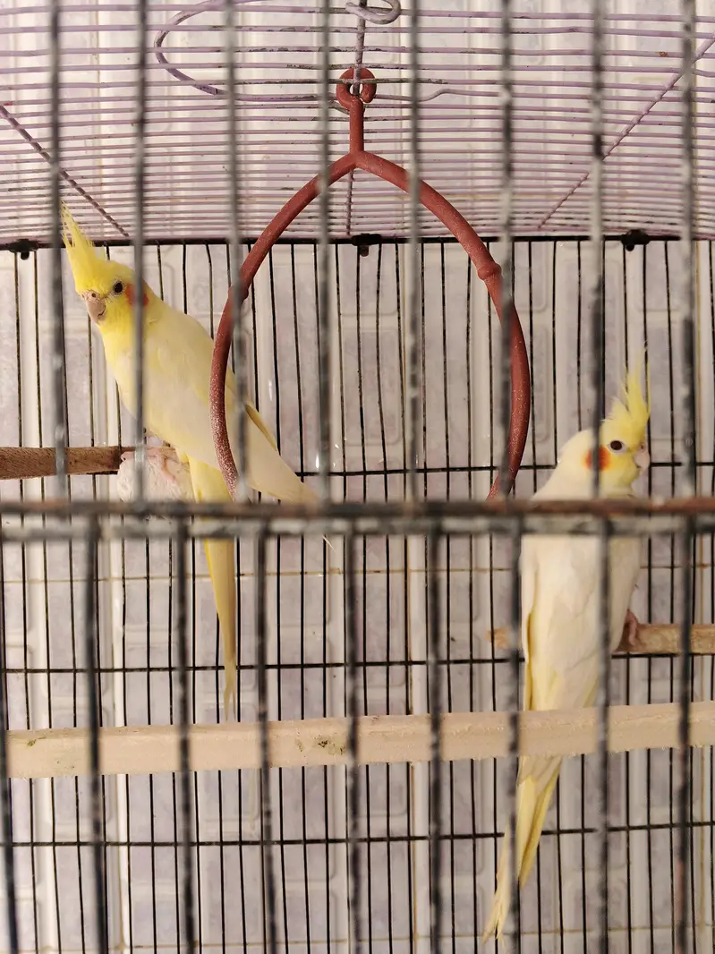 cocktail with cage — photo 2