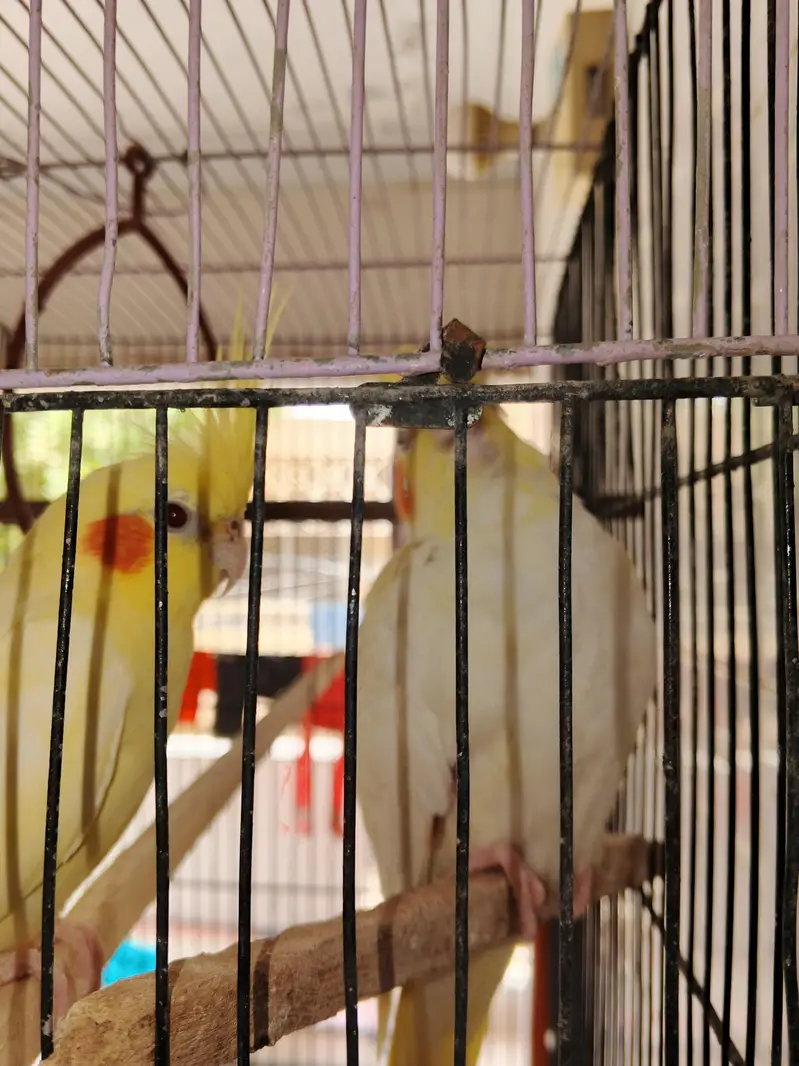 cocktail with cage — photo 3