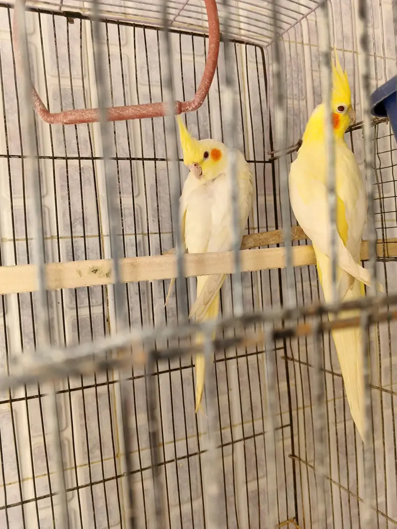 cocktail with cage — photo 4