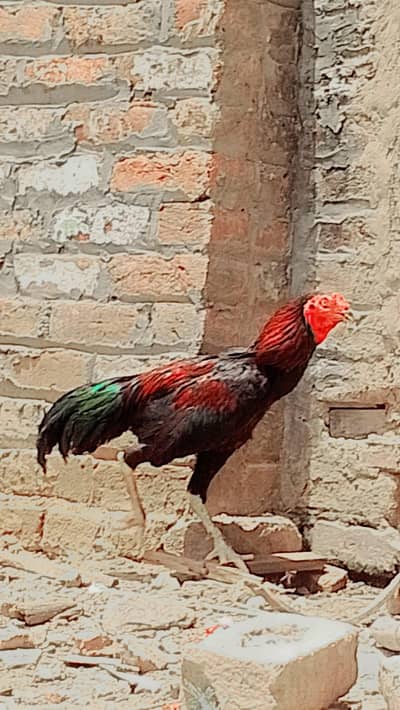 aseel murga in Lahore