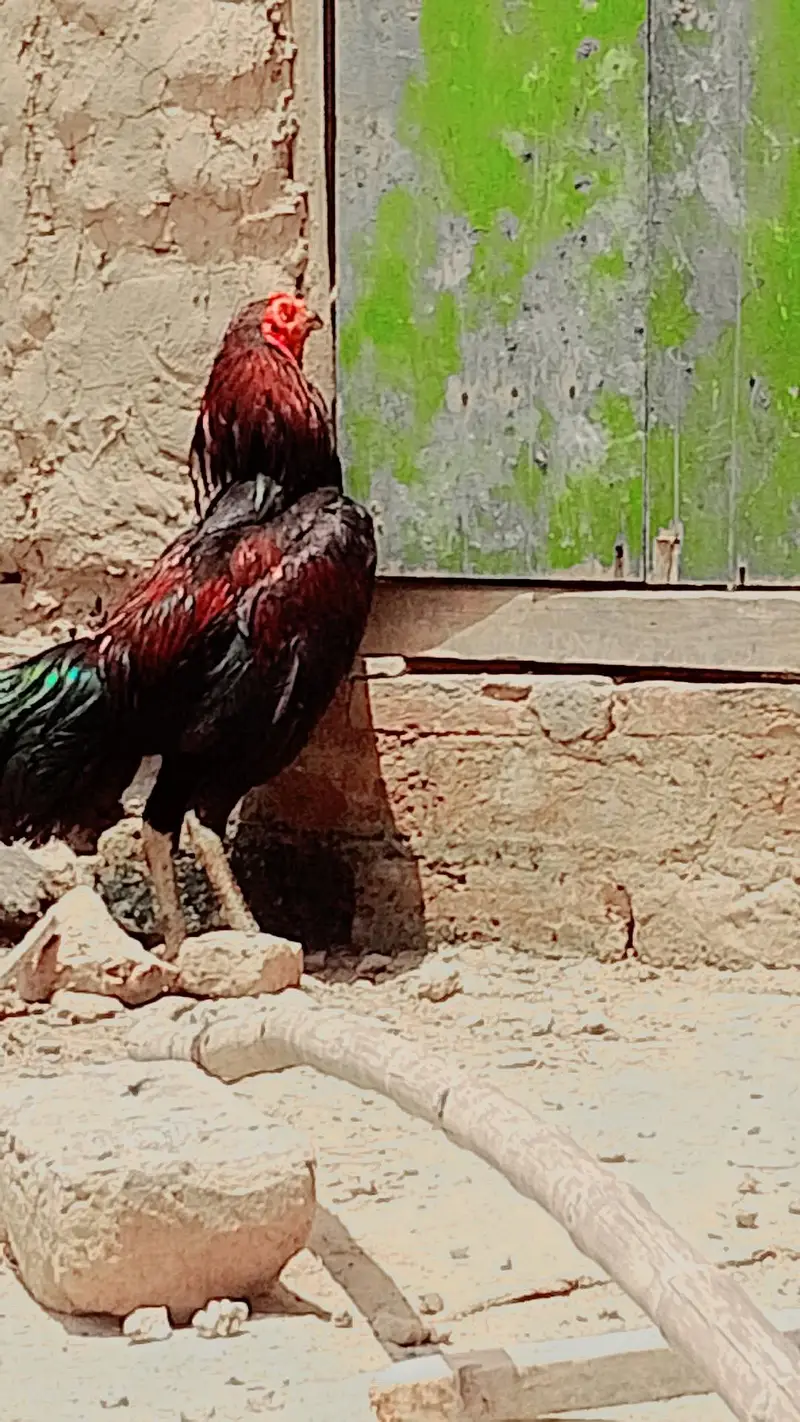 aseel murga in Lahore — photo 2