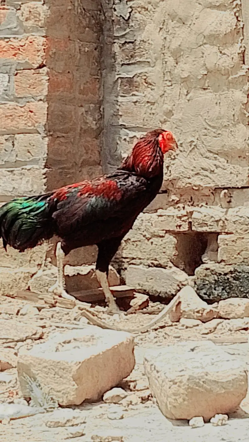 aseel murga in Lahore — photo 3