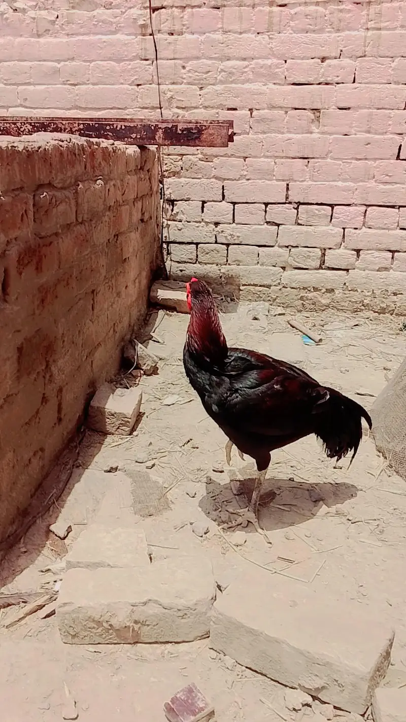 aseel murga in Lahore — photo 4