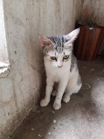 2 females kittens