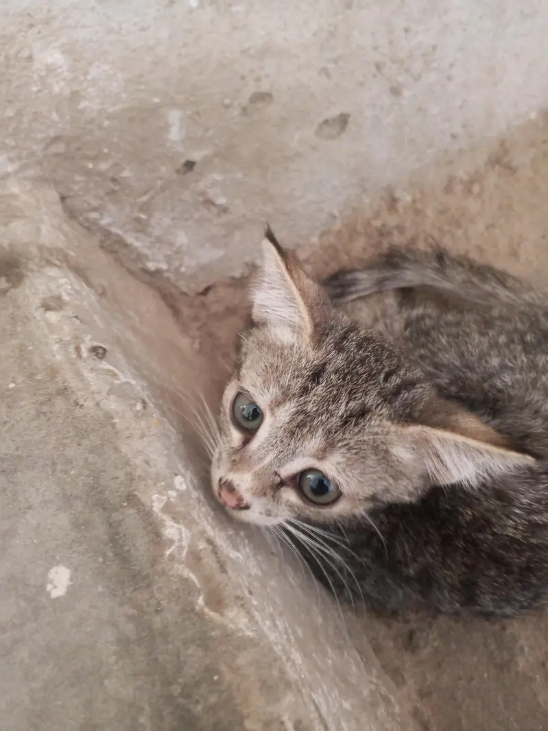 2 females kittens — photo 2