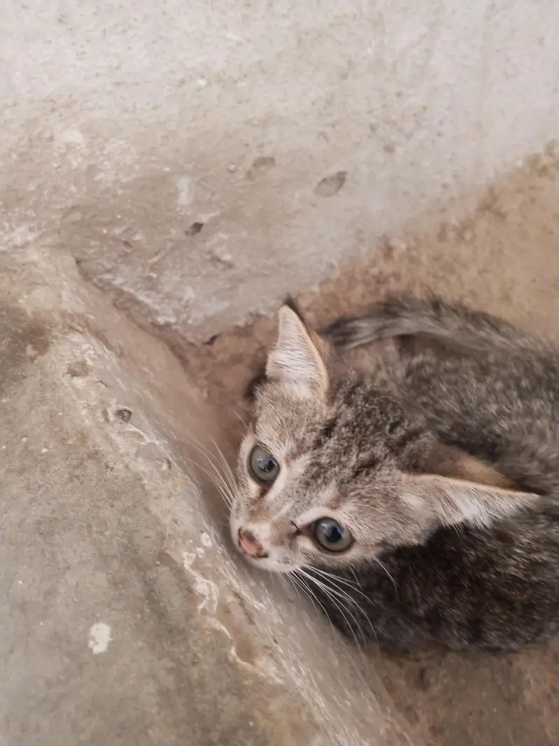 2 females kittens — photo 3