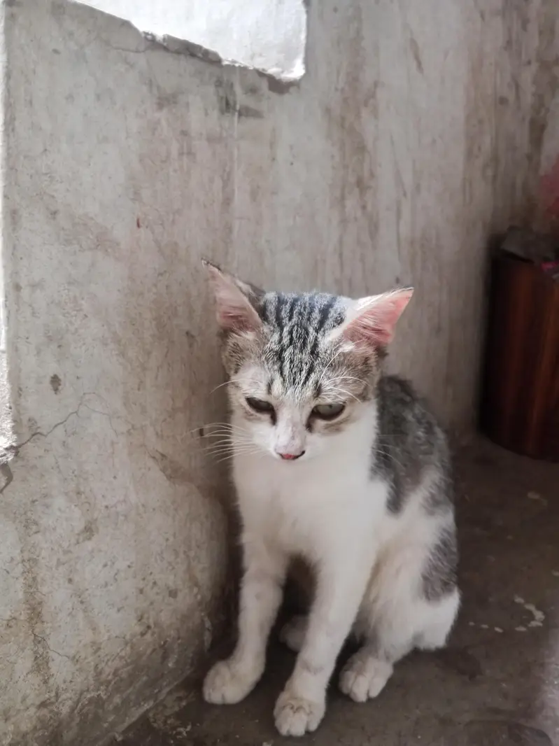 2 females kittens — photo 4