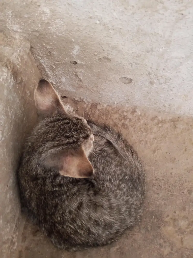 2 females kittens — photo 5