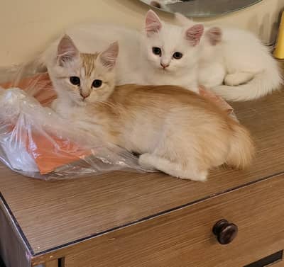 piki kittens_triple Coated|British shorthair kittens|scotish fold/pek