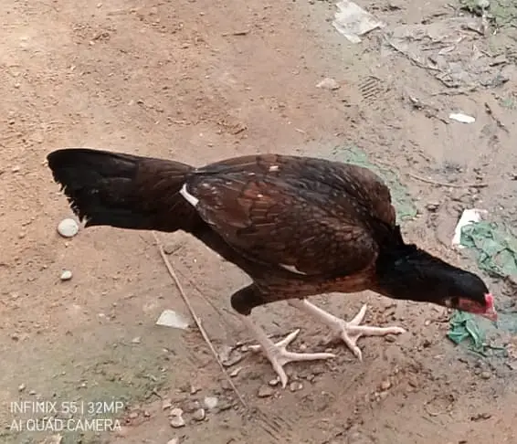 Aseel Hen — photo 2