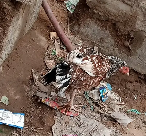 Aseel Hen — photo 3