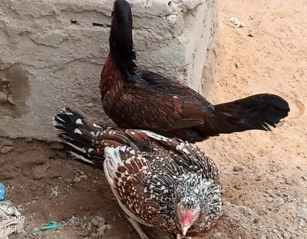 Aseel Hen — photo 4