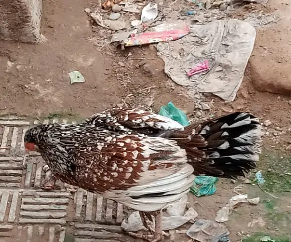 Aseel Hen — photo 5