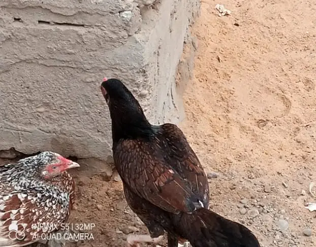 Aseel Hen — photo 6