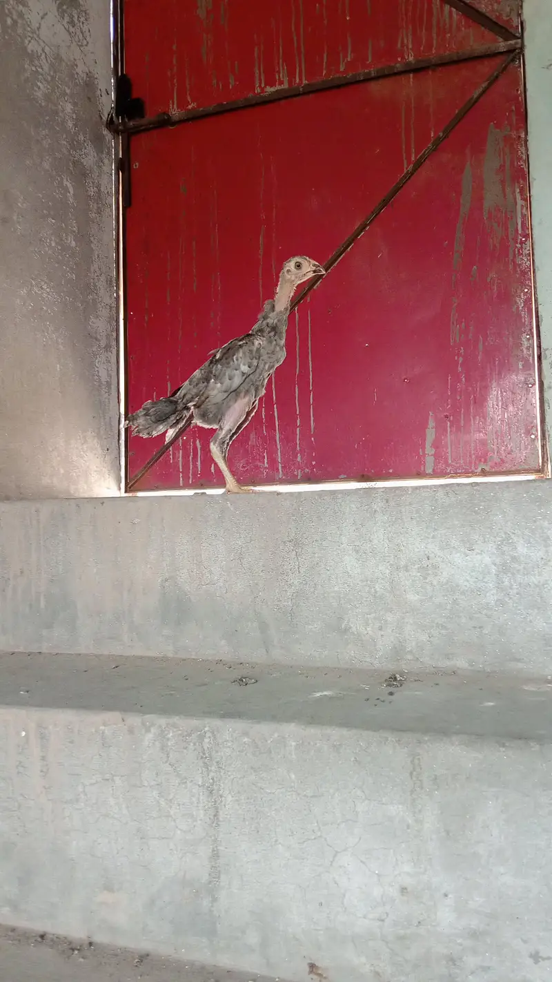 سہت مند چوزا ولایتی — photo 2