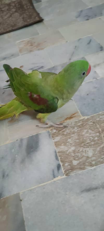 Pahari chick (pattha) 3 months