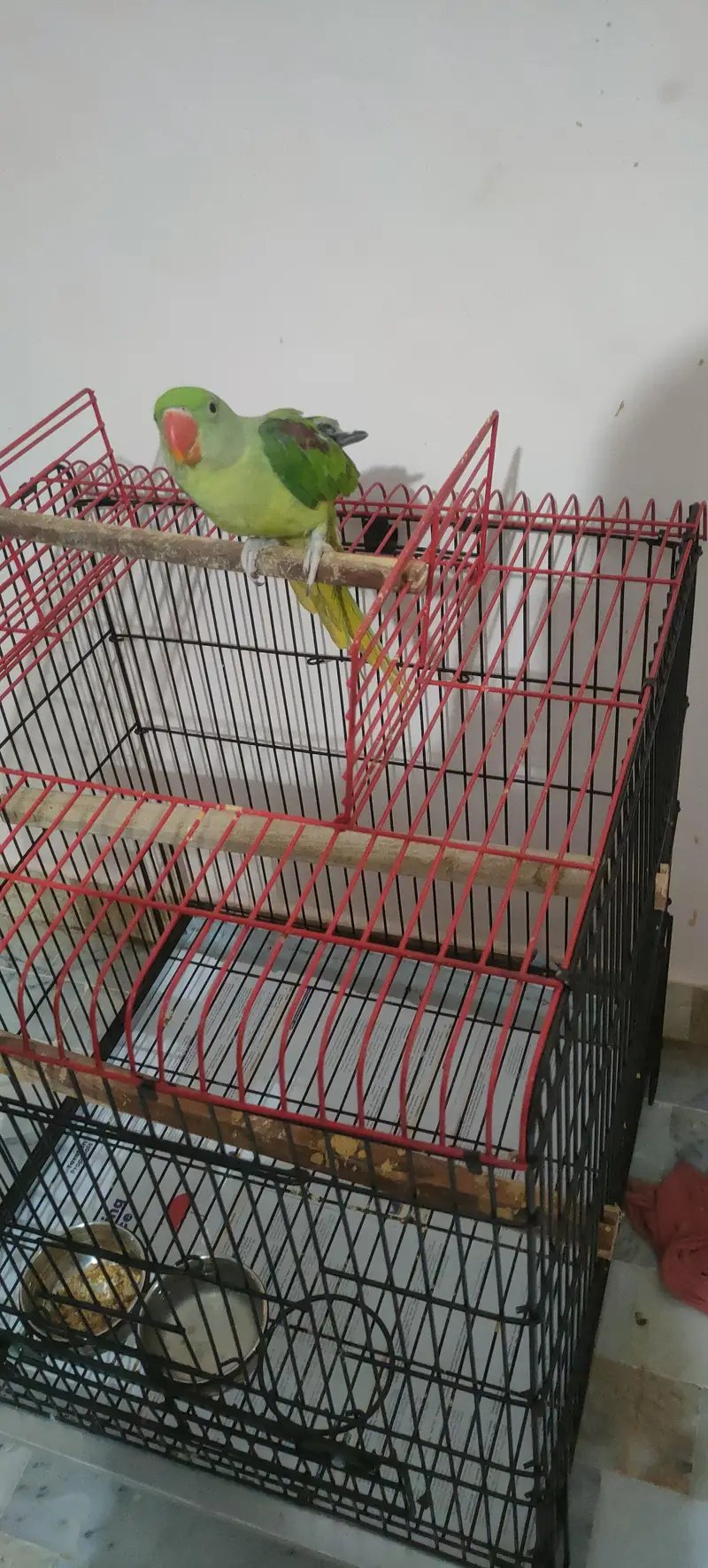 Pahari chick (pattha) 3 months — photo 3