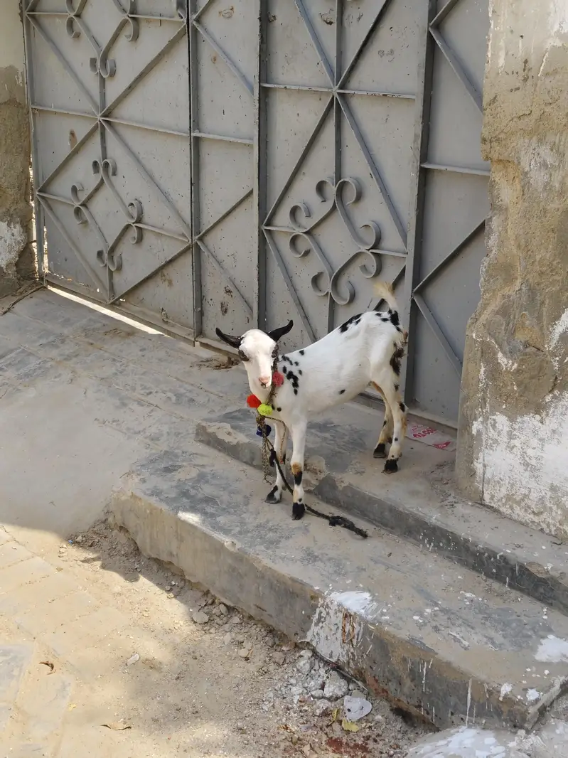 urgent sell faqeer bacha — photo 2