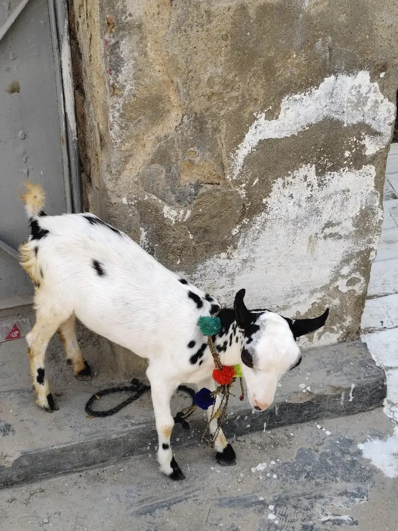 urgent sell faqeer bacha — photo 3