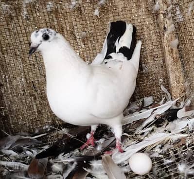 Healthy & active different type pigeons