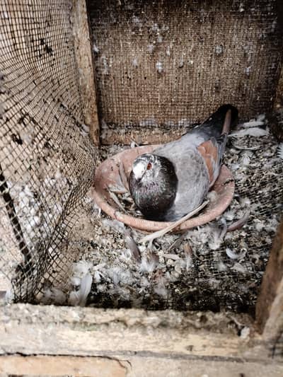 Healthy & active different type pigeons