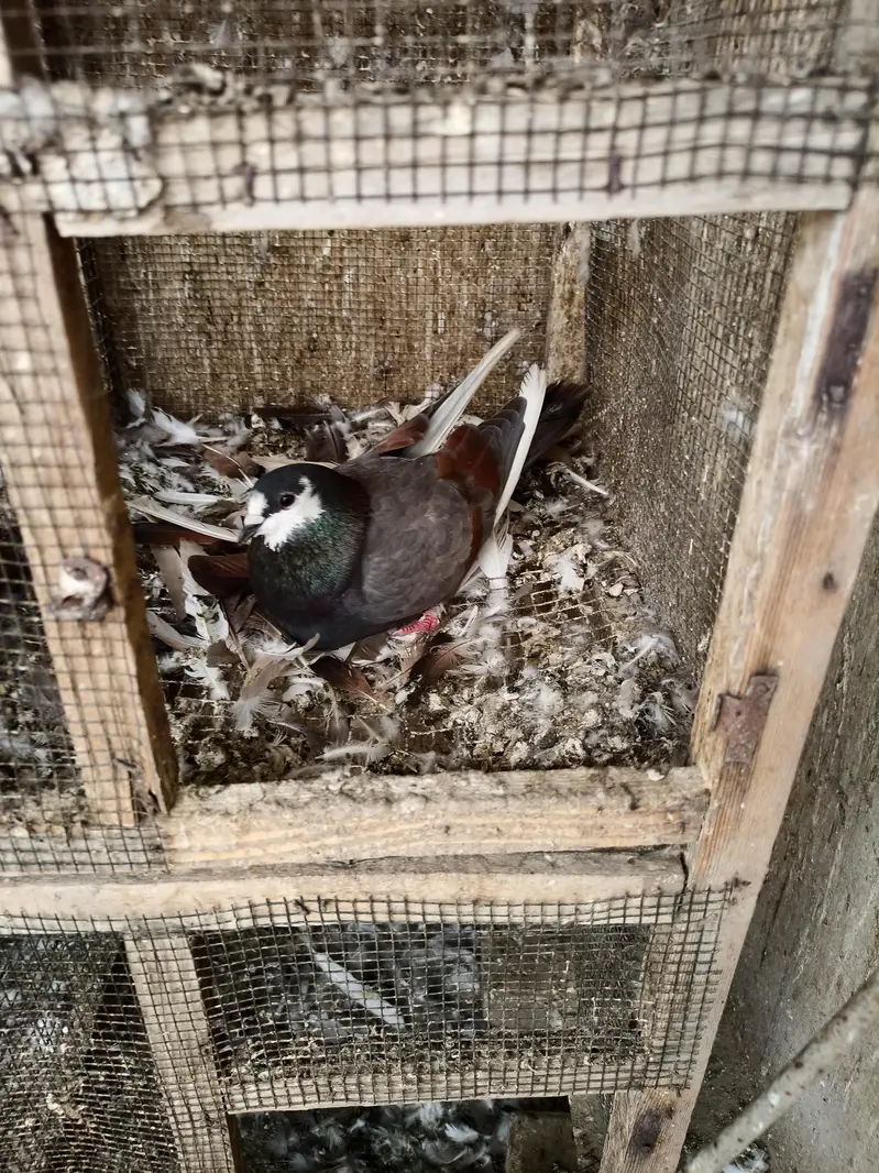 Healthy & active different type pigeons — photo 2