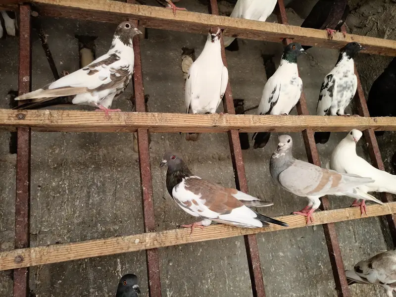 Healthy & active different type pigeons — photo 5