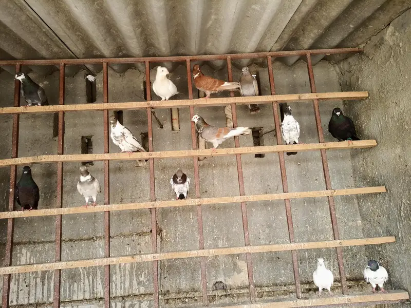Healthy & active different type pigeons — photo 6