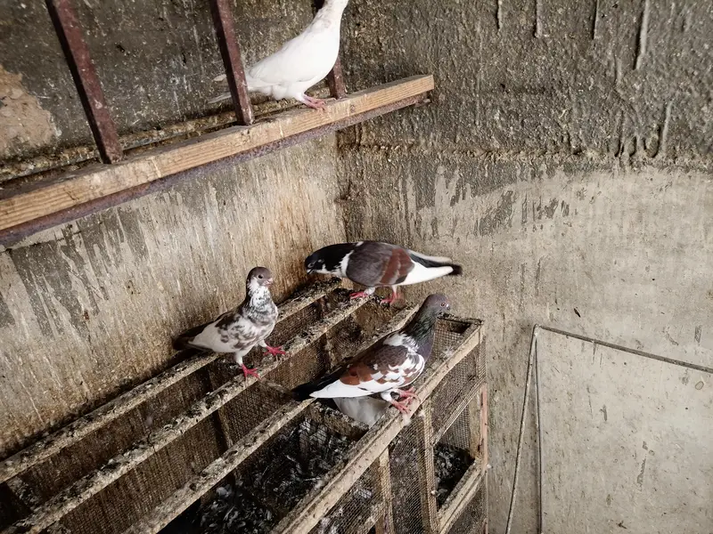 Healthy & active different type pigeons — photo 7