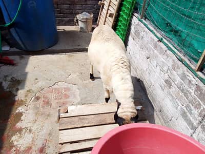2 dant abhi hoa hai 60 ya 70 kg weight