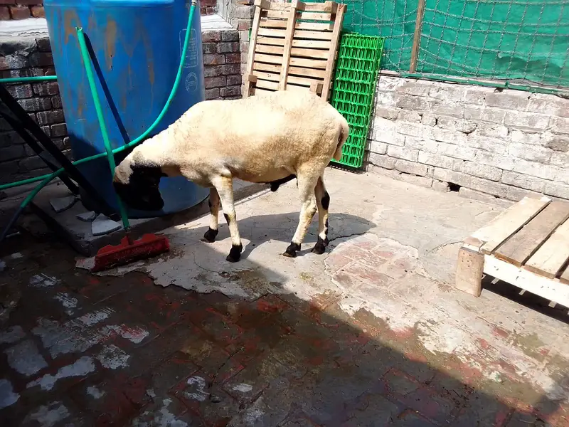 2 dant abhi hoa hai 60 ya 70 kg weight — photo 2