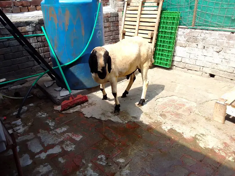 2 dant abhi hoa hai 60 ya 70 kg weight — photo 3