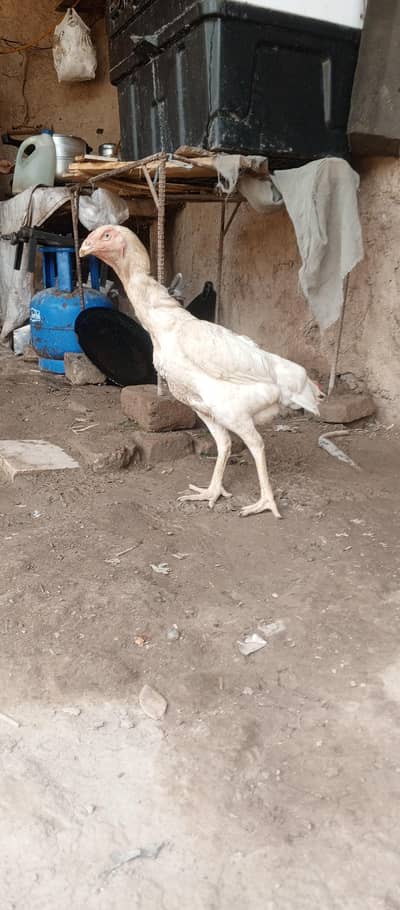 shamo female for sale 03111934098 white shamo ko ko shamo egg egg