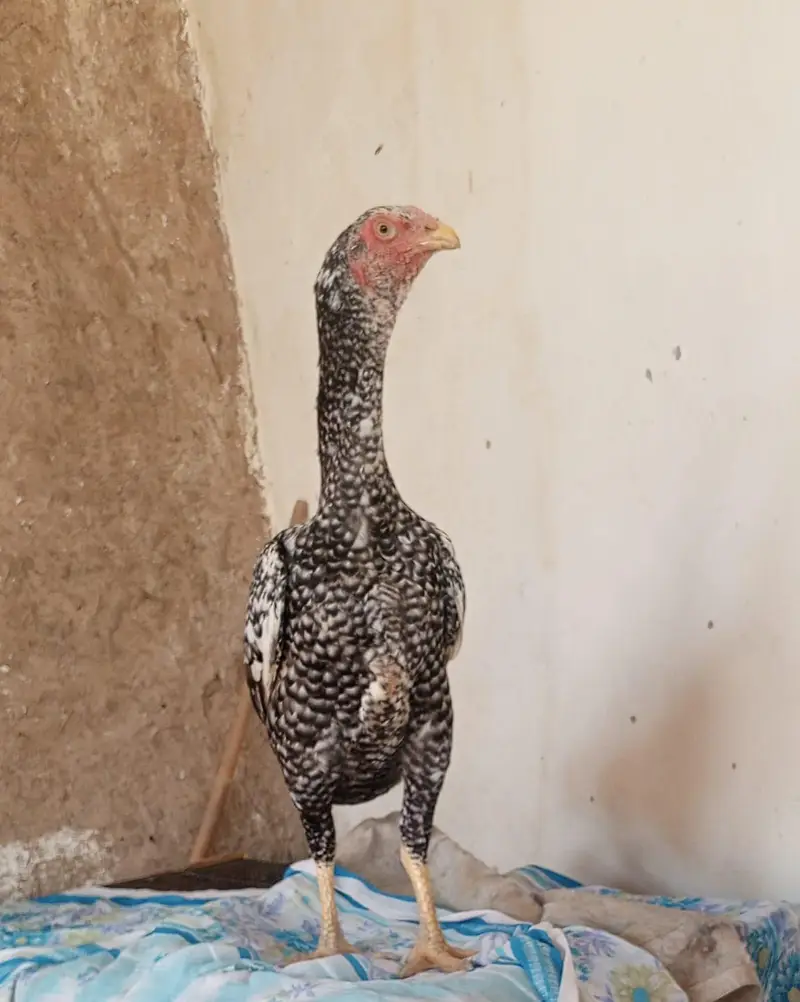 shamo female for sale 03111934098 white shamo ko ko shamo egg egg — photo 2