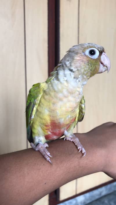 Pineapple conure