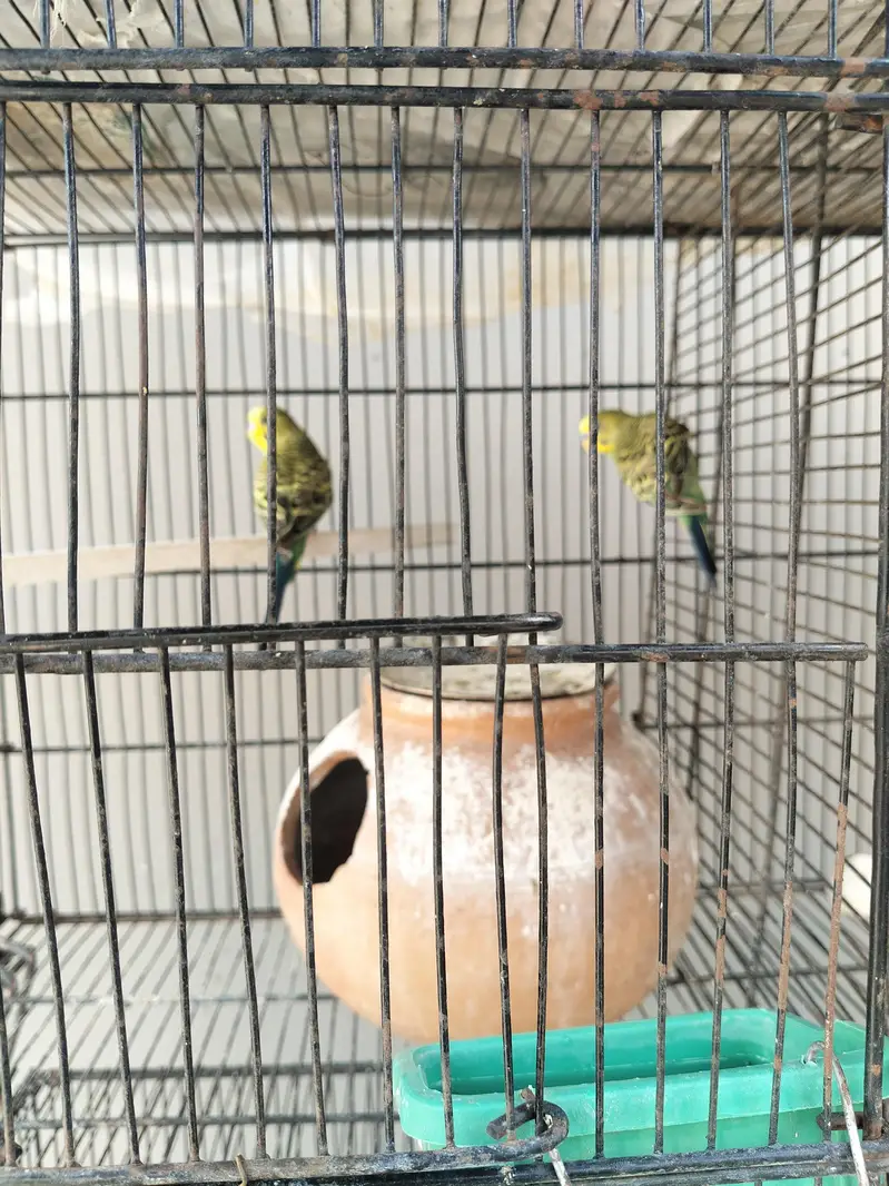 Australian birda