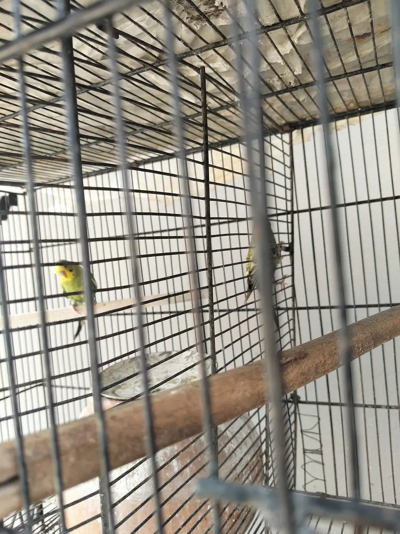 Australian birda — photo 2