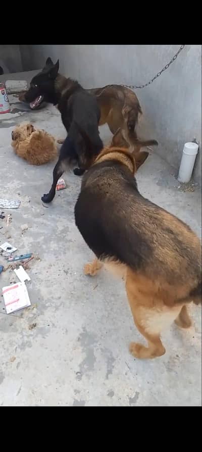 German shepherd