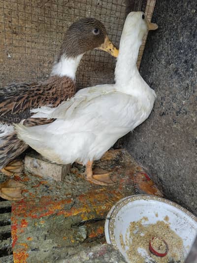 Beautiful Healthy Ducks