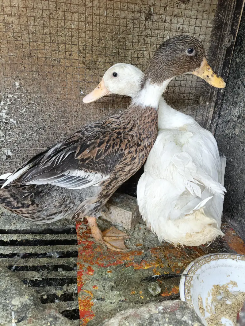 Beautiful Healthy Ducks — photo 2