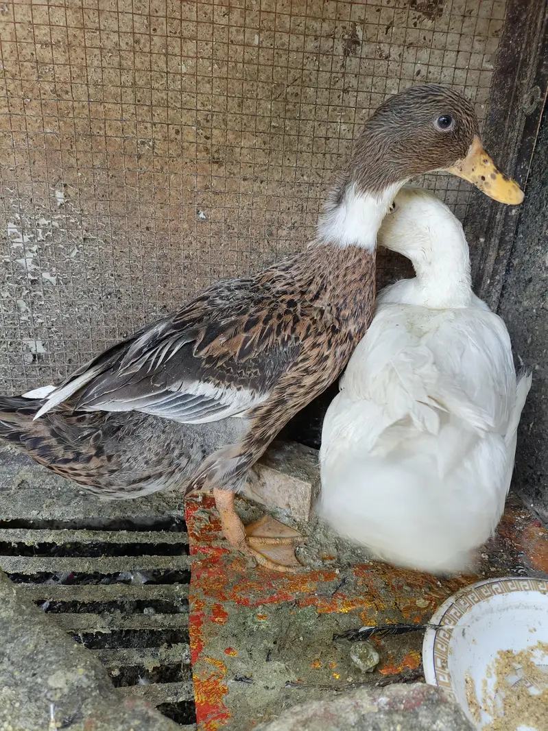 Beautiful Healthy Ducks — photo 3