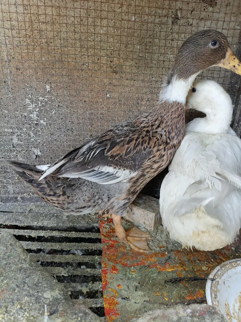 Beautiful Healthy Ducks — photo 4