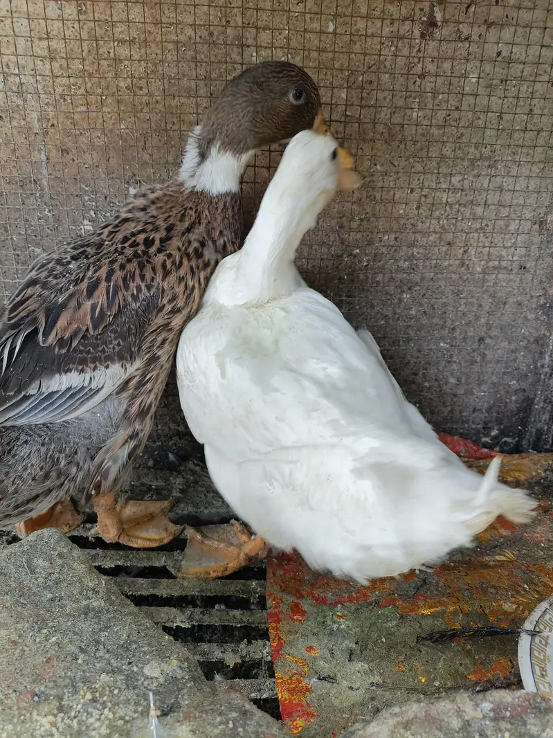 Beautiful Healthy Ducks — photo 5