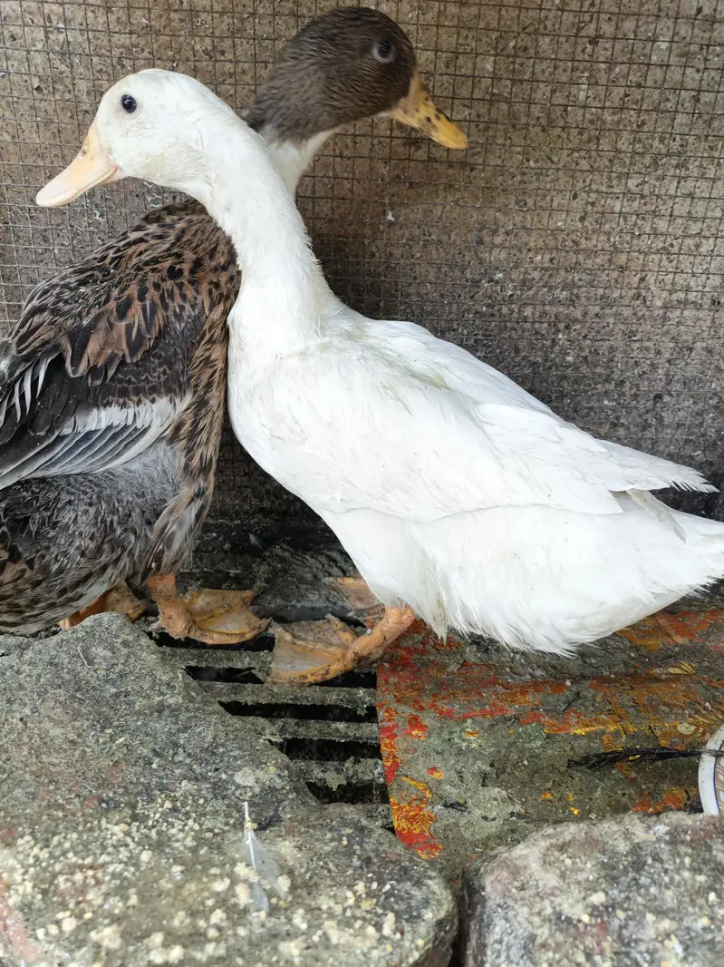 Beautiful Healthy Ducks — photo 6