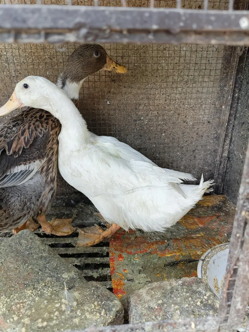 Beautiful Healthy Ducks — photo 7