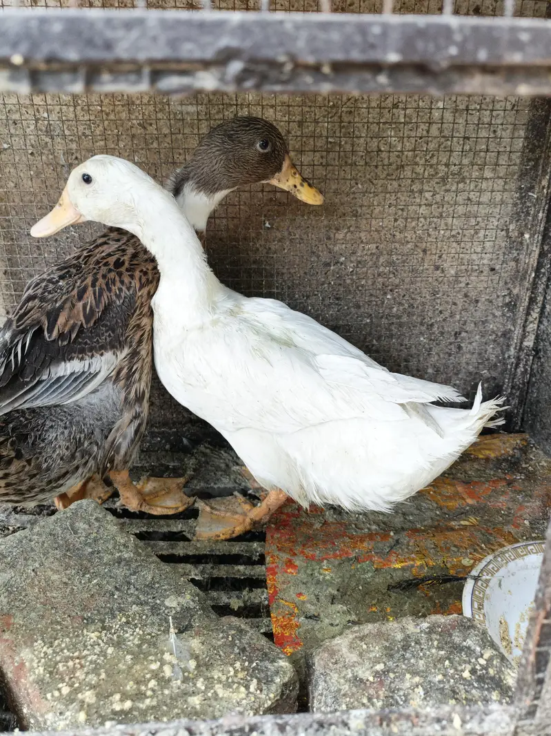 Beautiful Healthy Ducks — photo 8