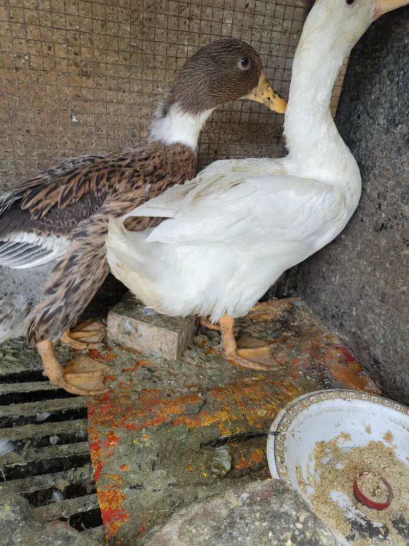 Beautiful Healthy Ducks — photo 9